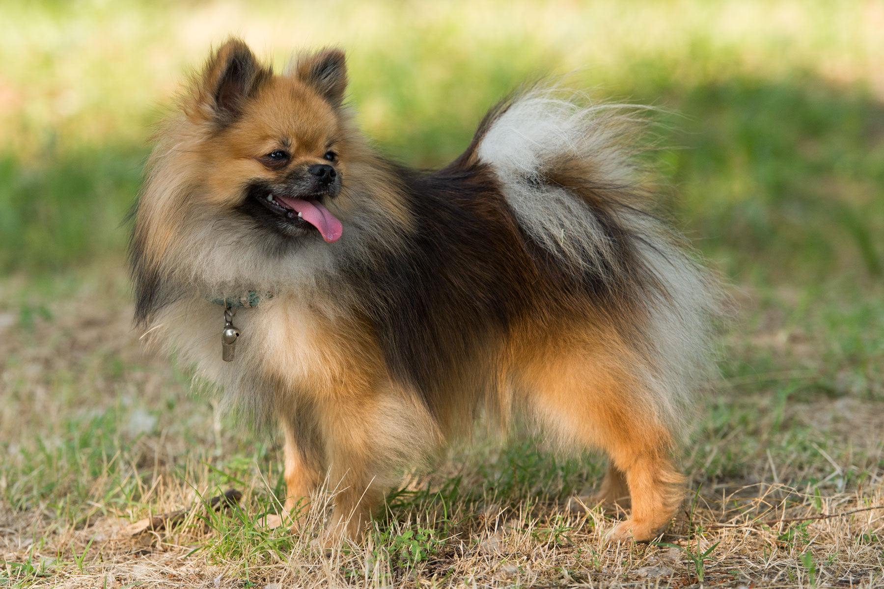 Pomsky france a vendre