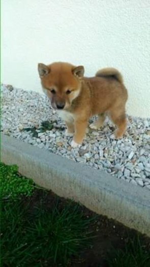 Shiba inu blanc a vendre belgique
