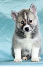Pomsky a vendre quebec