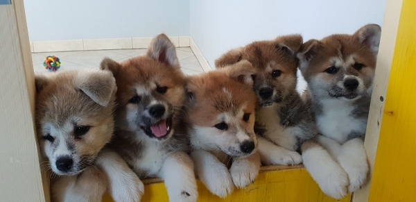 Elevage akita inu aquitaine