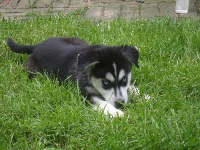 Husky a donner hainaut