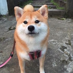 Shiba inu belgique a donner