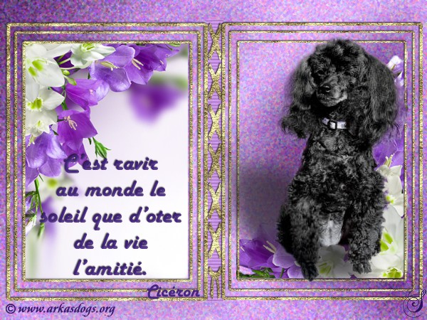 Arkasdogs cartes virtuelles