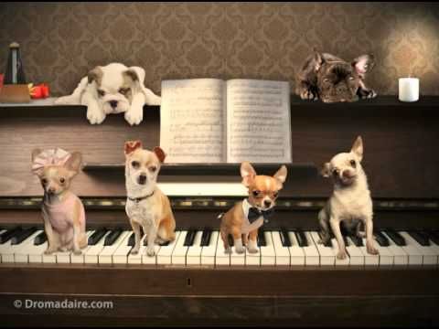 Dromadaire bonne fete maman