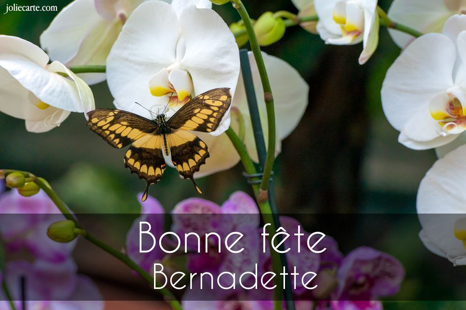 Carte bonne fete bernadette