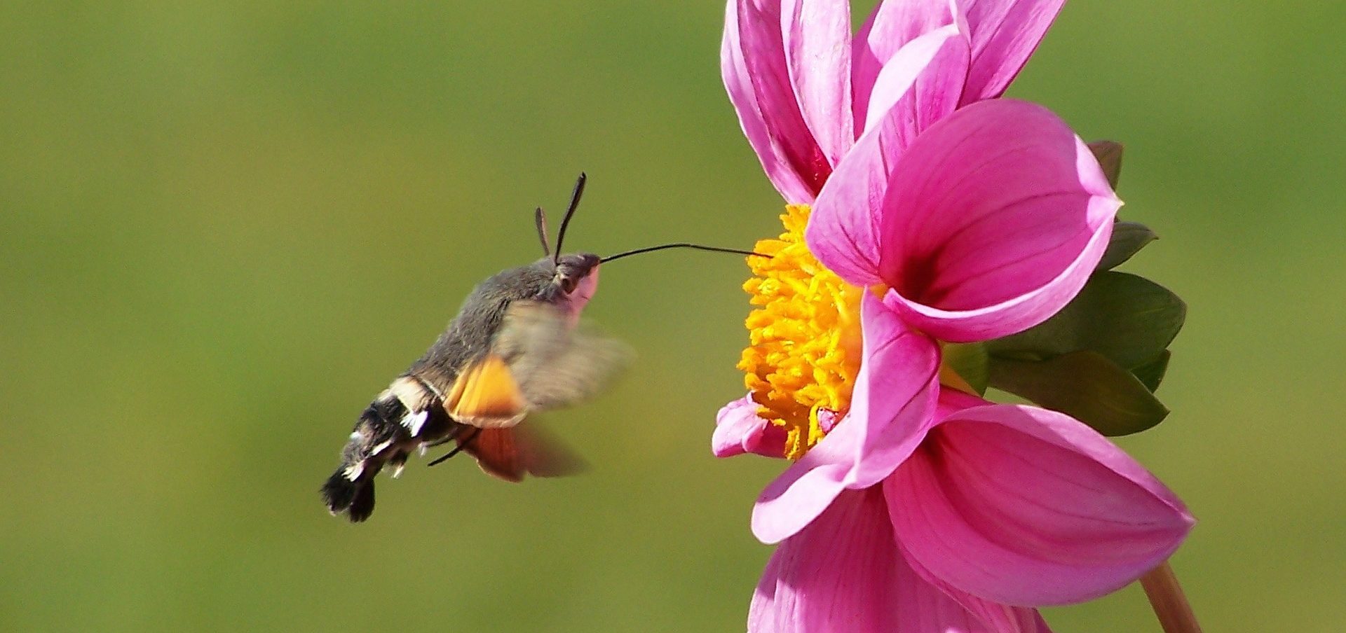 Colibri signification amerindienne tout