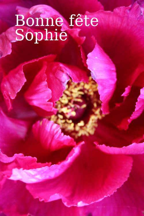 Carte bonne fête sophie