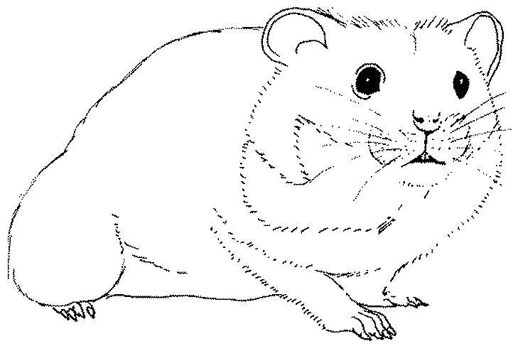 Coloriage hamster
