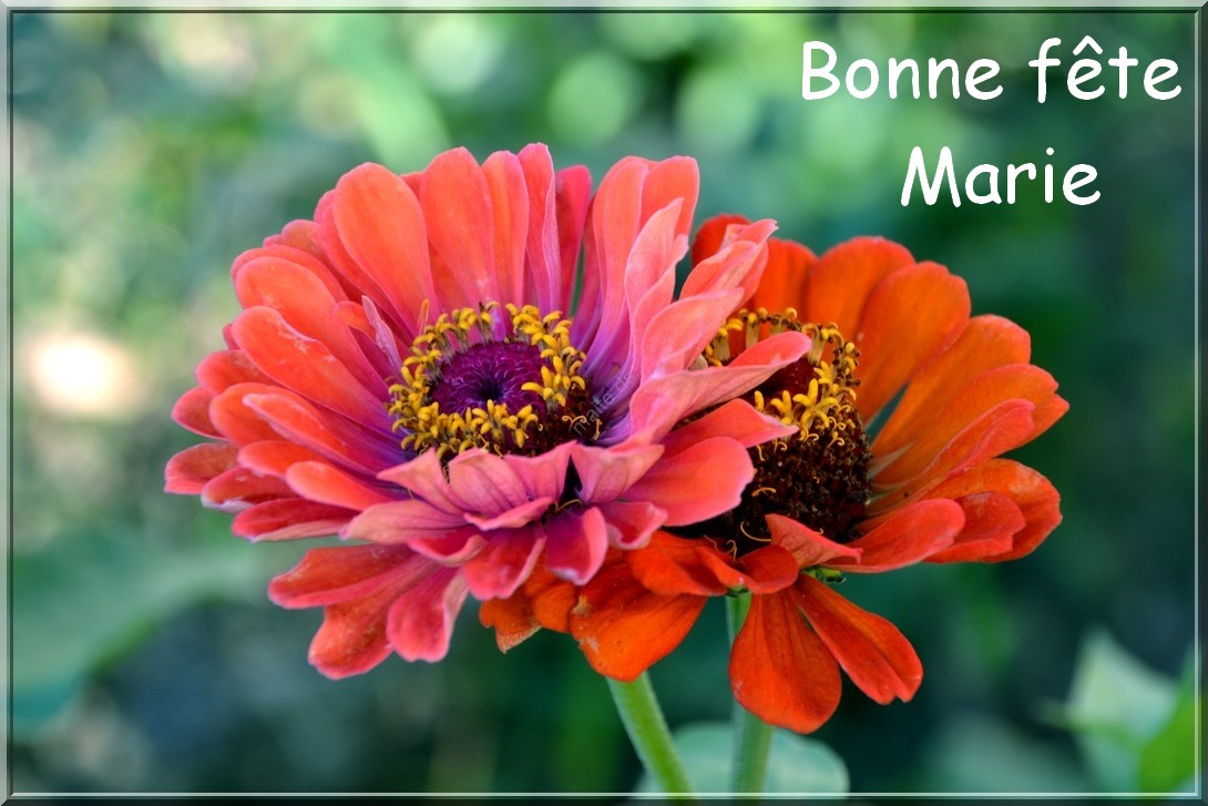 Image bonne fête marie