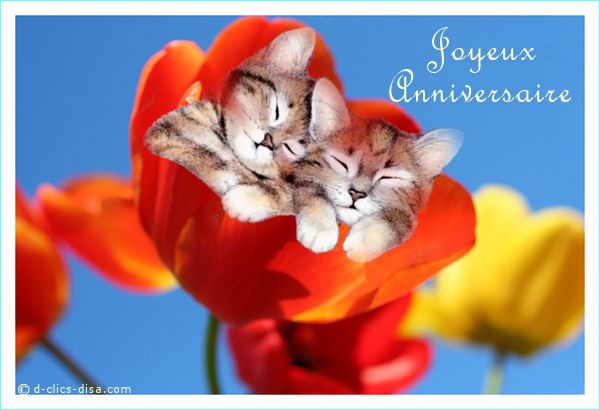 Dromacarte gratuite fete