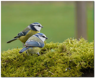 Signification spirituelle mesange