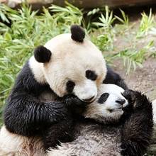 Image animaux a imprimer